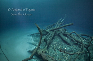 Island in the cloud, Cenote Angelita México by Alejandro Topete 